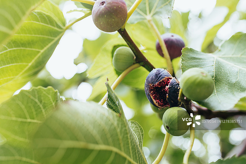 花园里树枝上成熟的无花果图片素材
