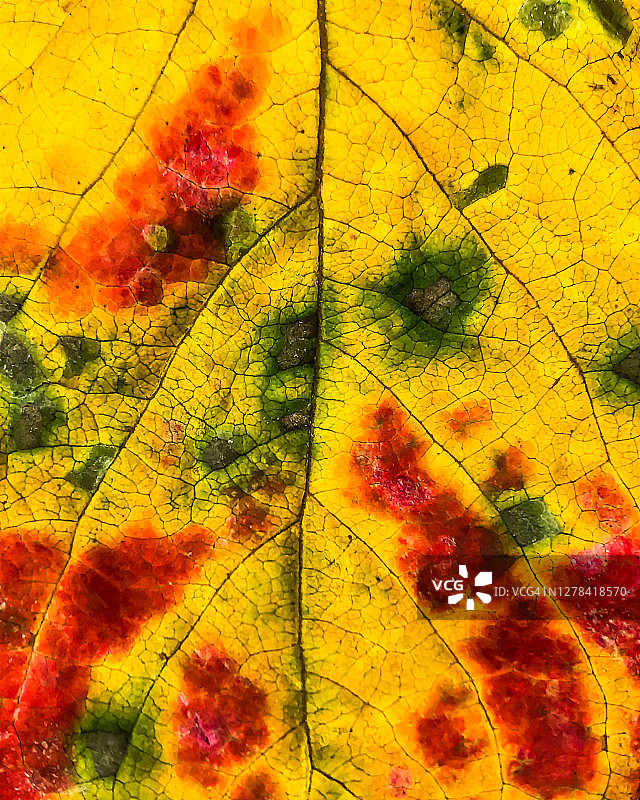 柿子落叶细节图片素材