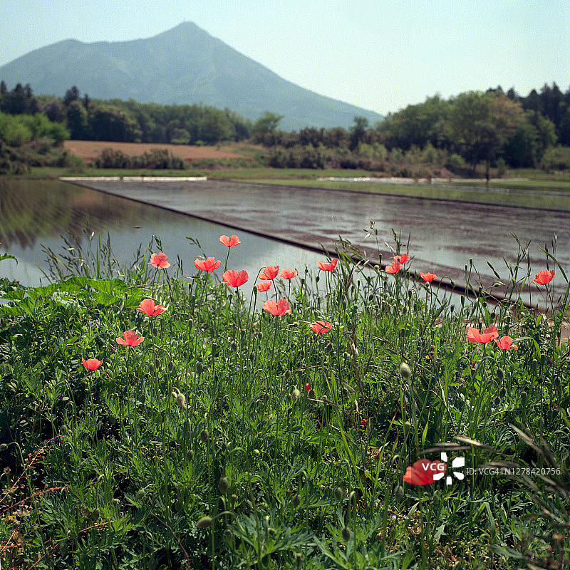 筑波山景稻田图片素材
