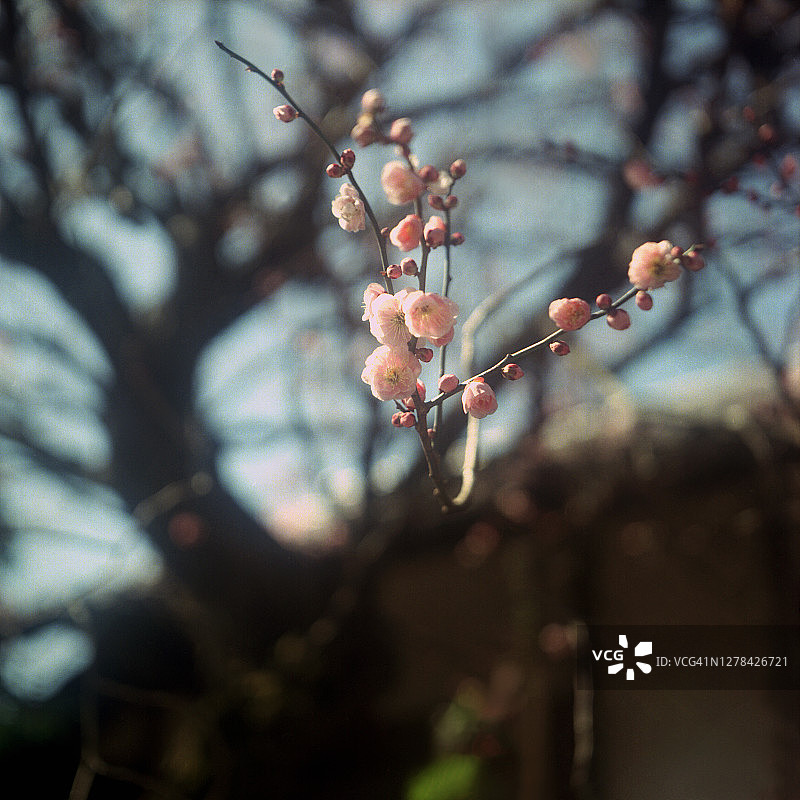 春日黄昏与梅花图片素材