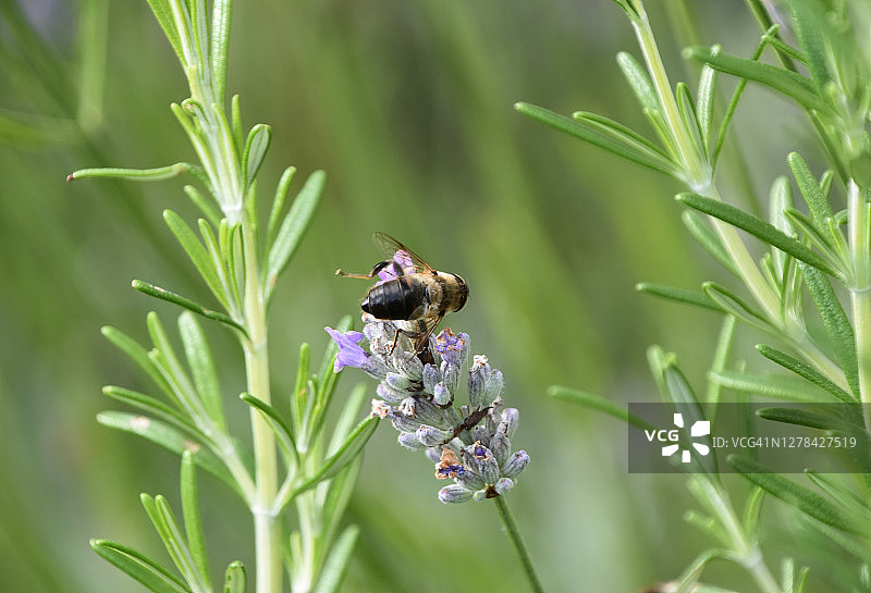 草药园里的黑蜂图片素材
