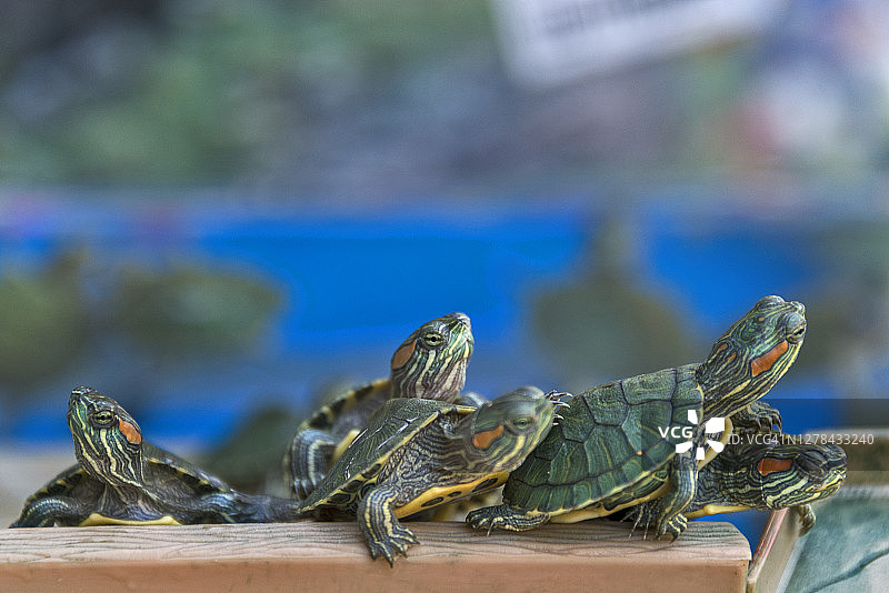 红耳滑龟图片素材
