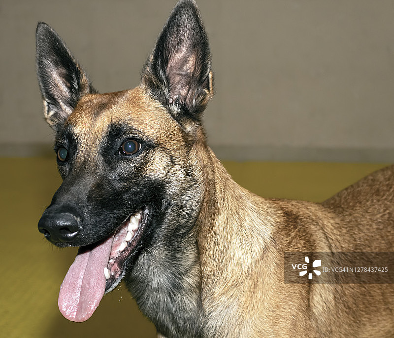 快乐的比利时马犬图片素材