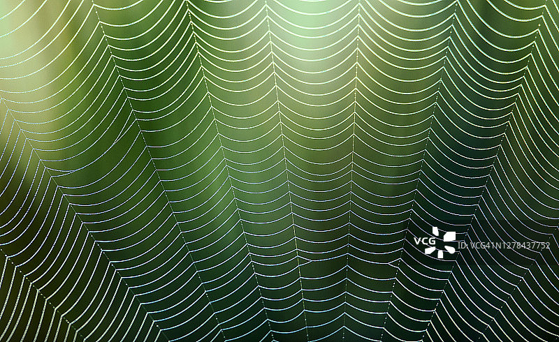 蜘蛛网绝美细节图片素材