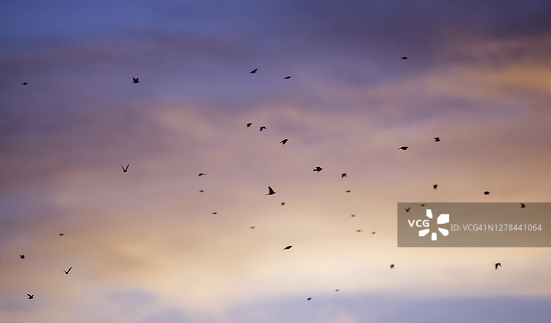 宾夕法尼亚州飞鸟剪影粉色艺术云彩图片素材