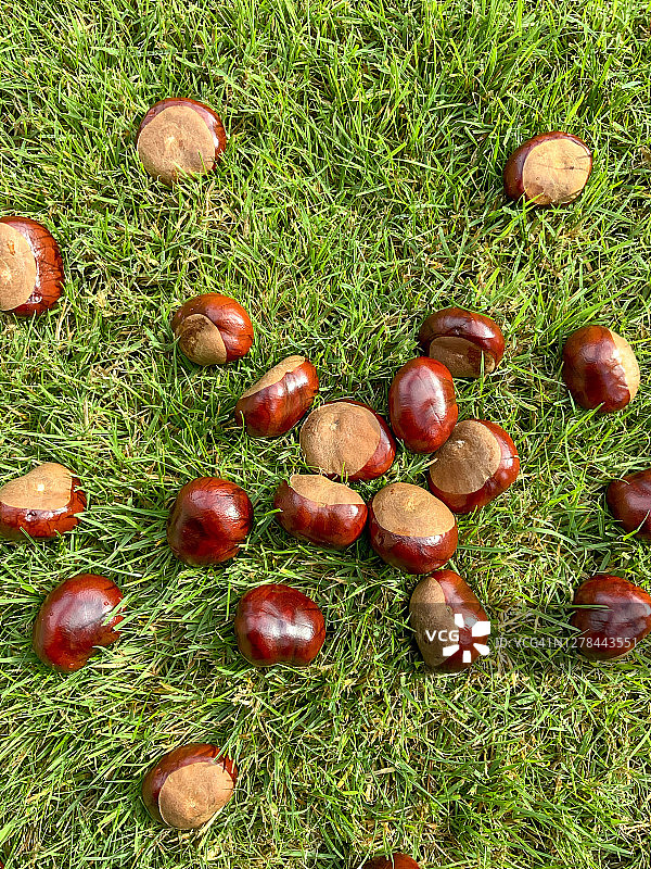 七叶树图片素材