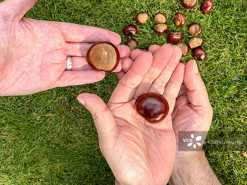 七叶树大小对比图片素材