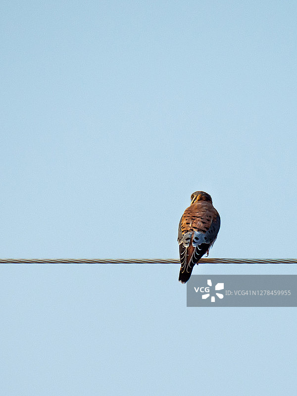 美国红隼图片素材