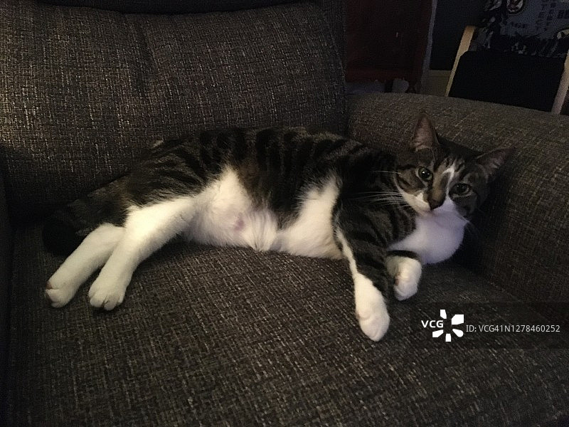 慵懒的猫（家猫）图片素材