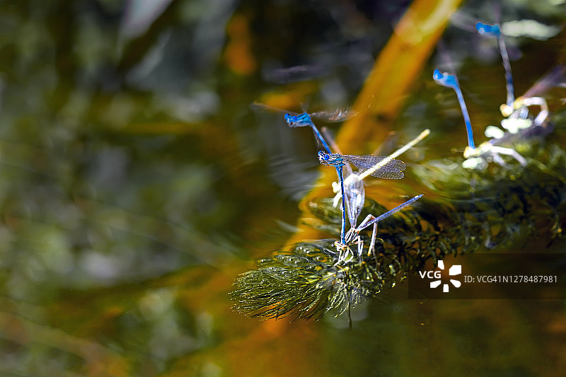 停留在河边植物上的蓝色小蜻蜓，自然背景图片素材