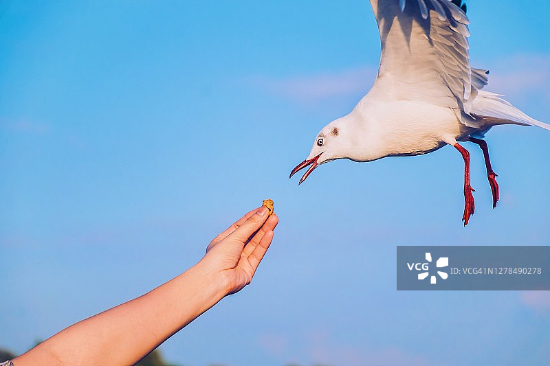 海鸥从手中取食特写图片素材