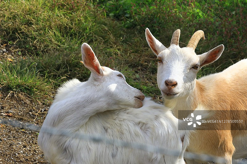 小山羊（Capra aegagrus hircus）图片素材