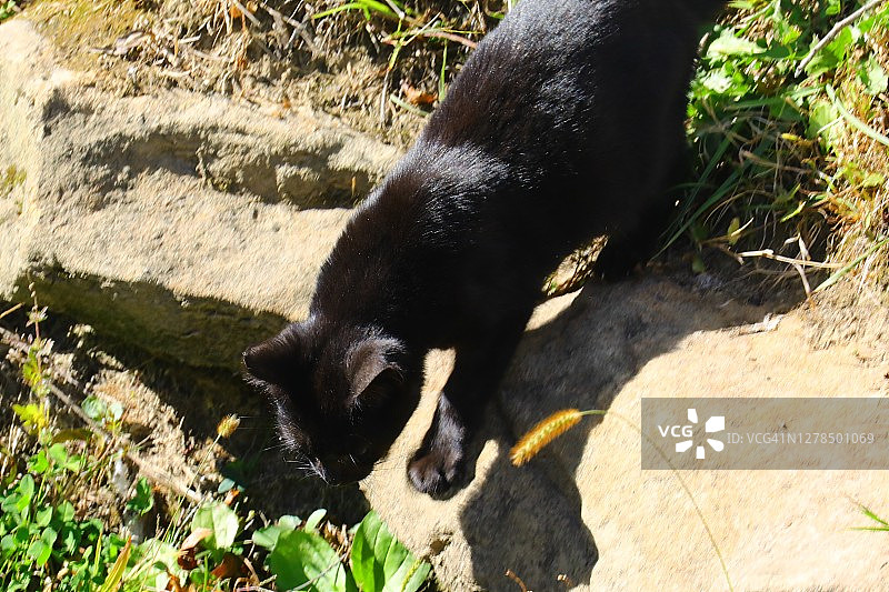 忙碌的黑猫（家猫）图片素材