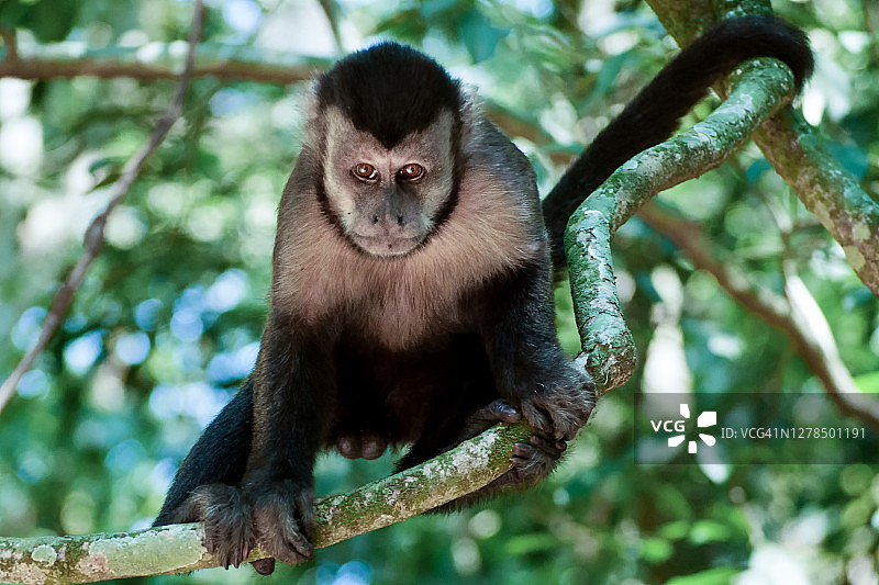健壮的卷尾猴（Sapajus属）图片素材
