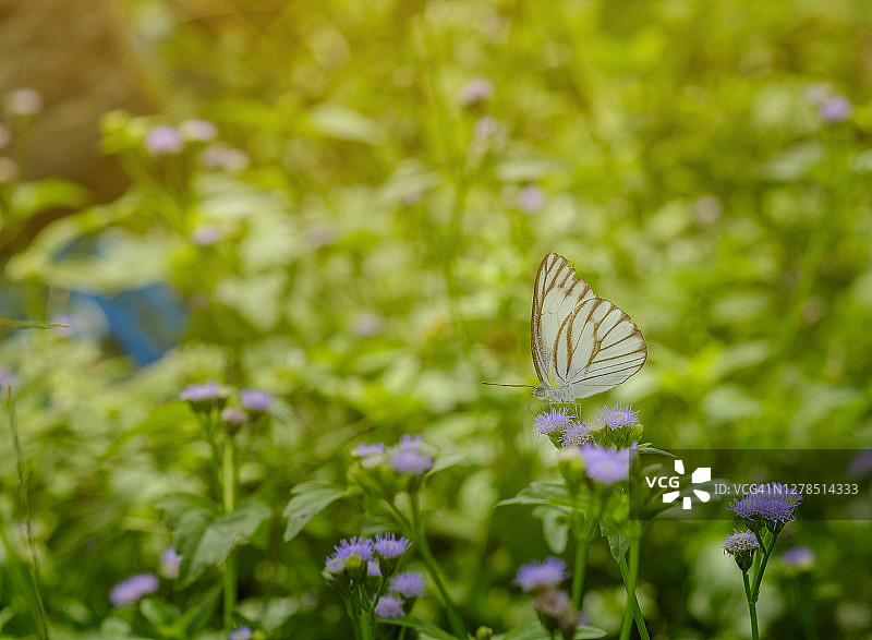 白色蝴蝶在花朵上授粉特写图片素材