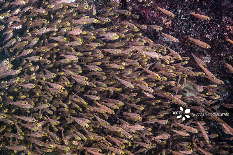 大量半线天竺鲷群图片素材