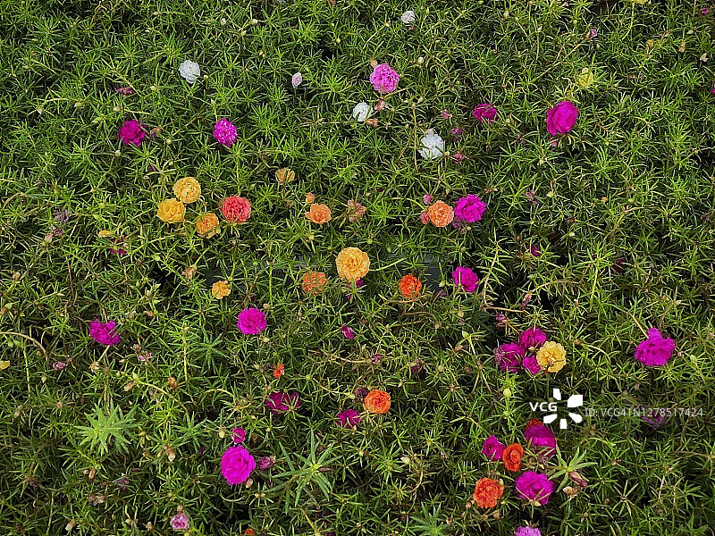 彩色热带花卉，马齿苋和苔藓玫瑰图片素材