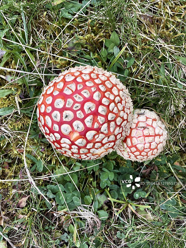 伞菌属的毒蝇伞图片素材