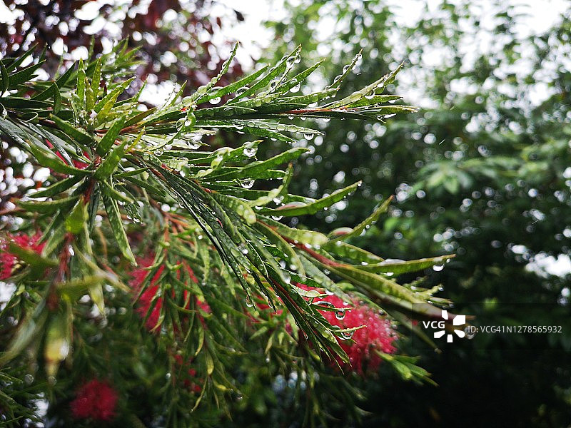 雨中的深红色红千层树图片素材