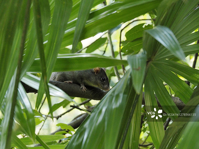 林鼠（森林鼠）-（系列的一部分）图片素材