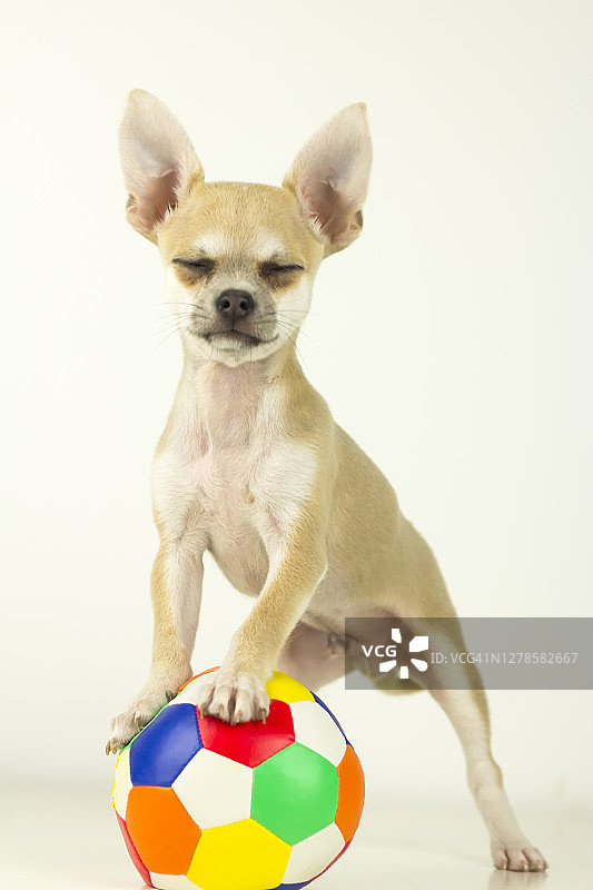 小狗睡觉和玩耍图片素材