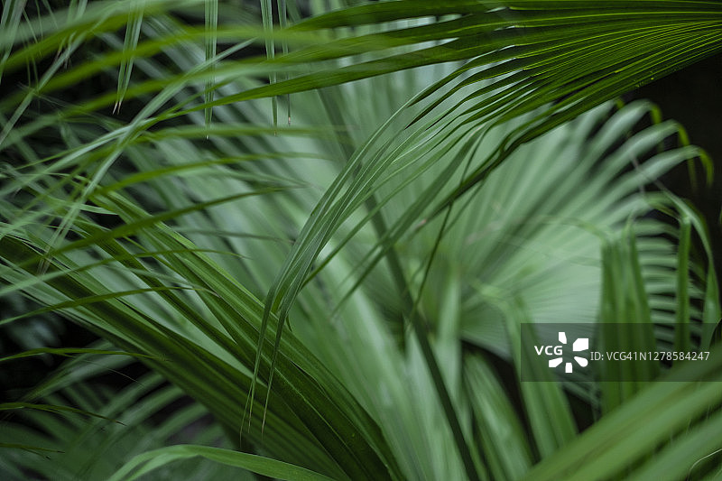 棕榈树图片素材