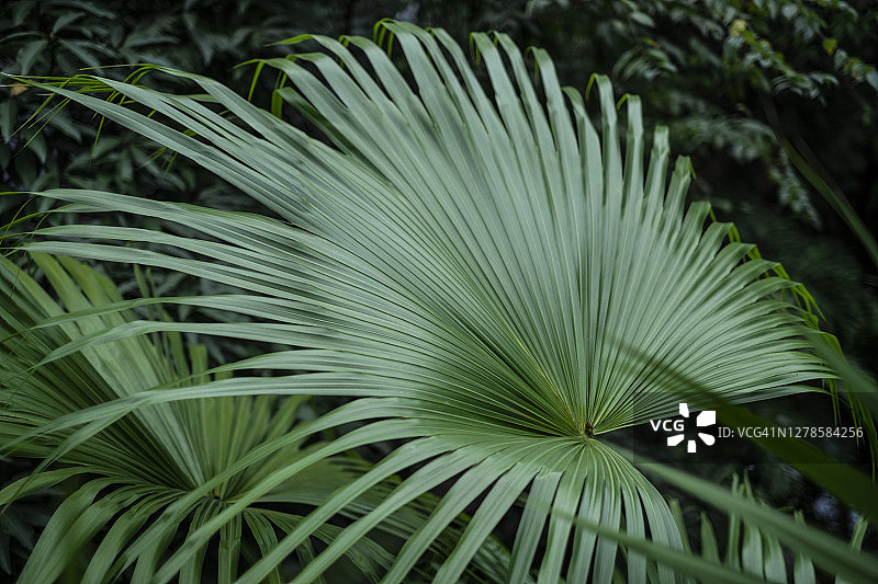 棕榈树图片素材