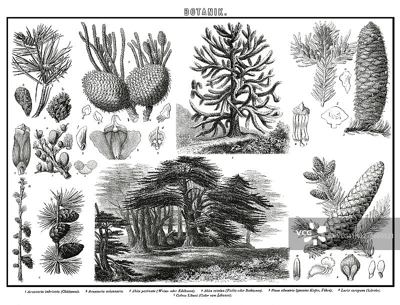 植物学古老雕刻插图图片素材