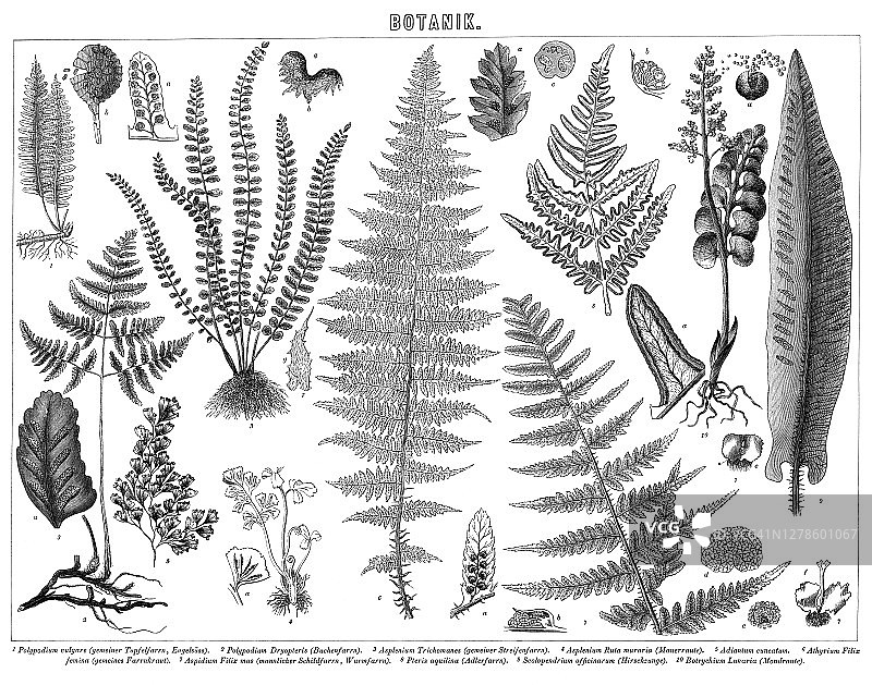植物学古老雕刻插图图片素材