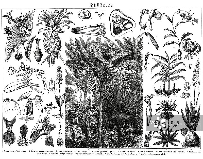 植物学古老雕刻插图图片素材
