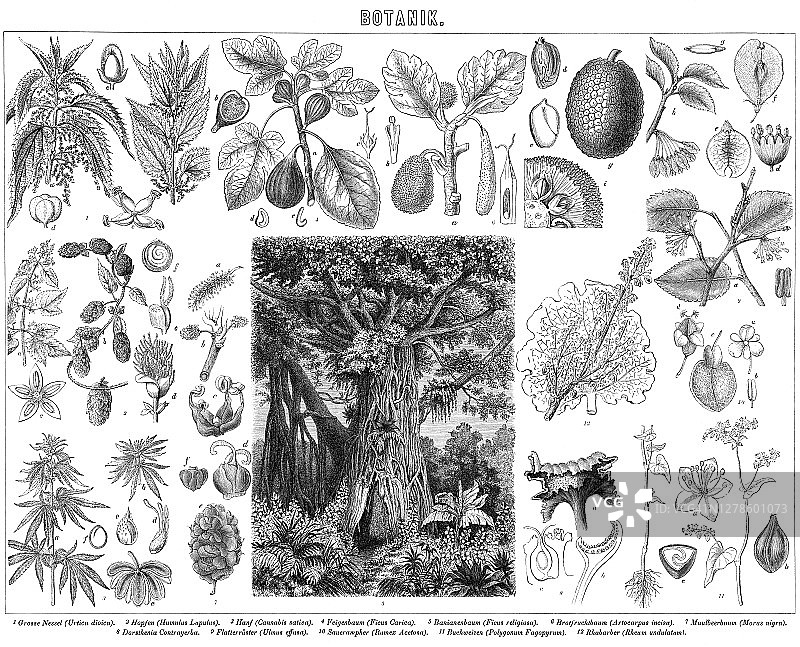植物学古老雕刻插图图片素材