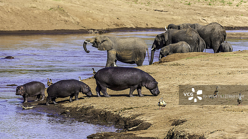 非洲象、河马和埃及雁图片素材