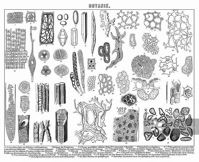 植物学古老雕刻插图图片素材