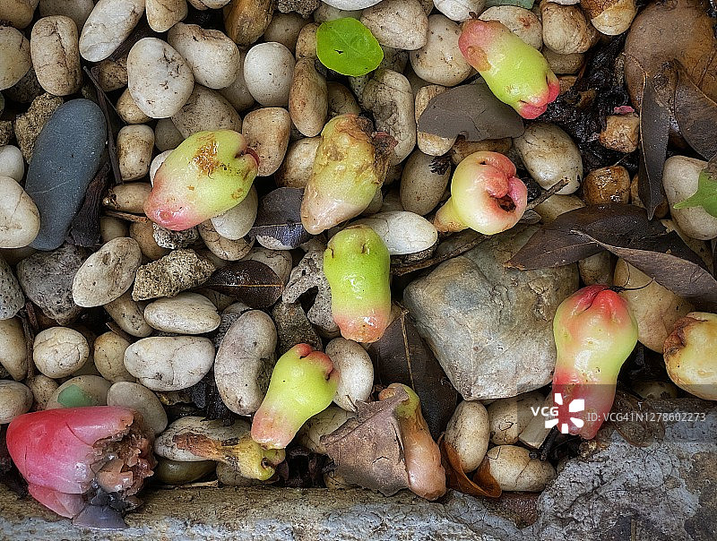 掉落在地上的热带水果，红熟莲雾图片素材
