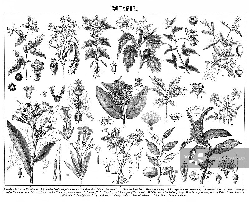 植物学古老雕刻插图图片素材
