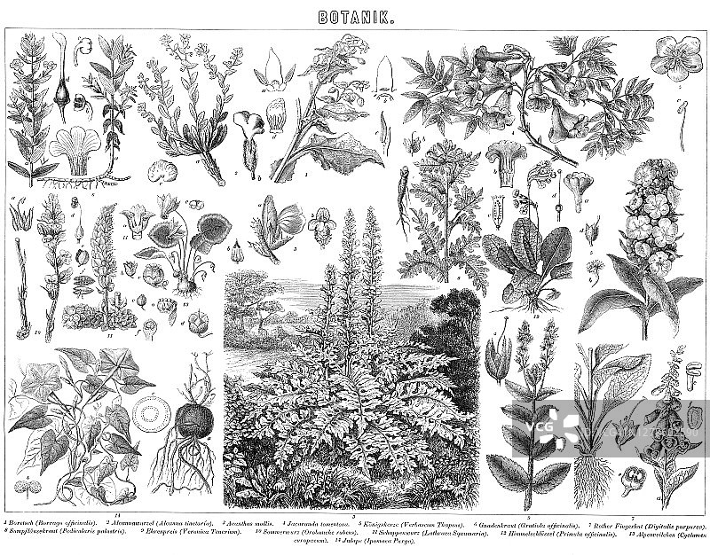 植物学古老雕刻插图图片素材