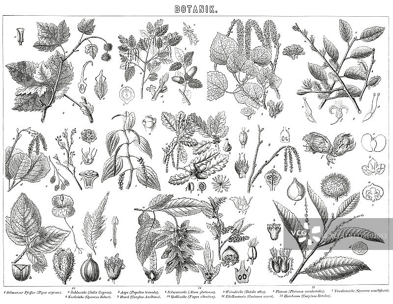 植物学古老雕刻插图图片素材