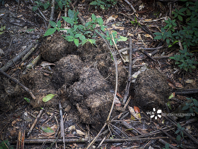 森林中的象粪特写图片素材