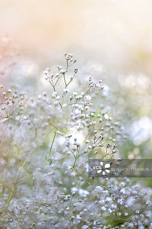 美丽的夏季开花的白色满天星图片素材