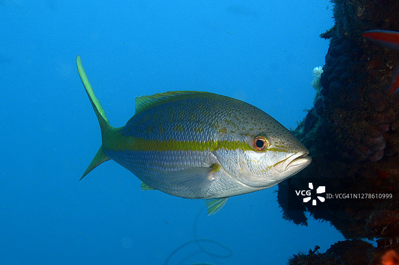 黄尾鲷图片素材