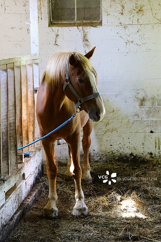家养农场马（马，Equus ferus caballus）图片素材