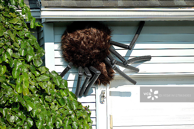 万圣节自制巨型蜘蛛图片素材