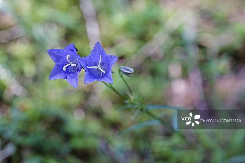两种风铃草的高角度视图图片素材