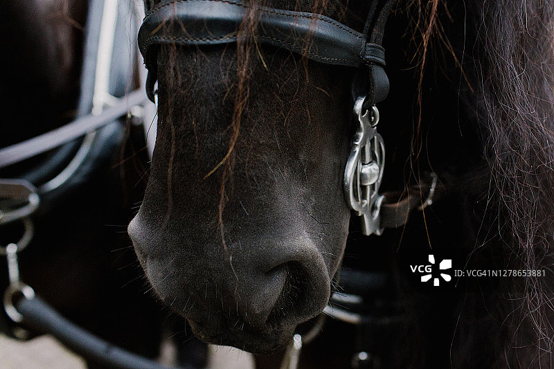 黑马的嘴和马具特写图片素材