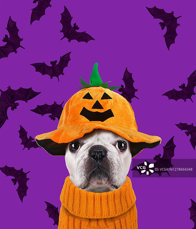 万圣节的搞笑狗图片素材