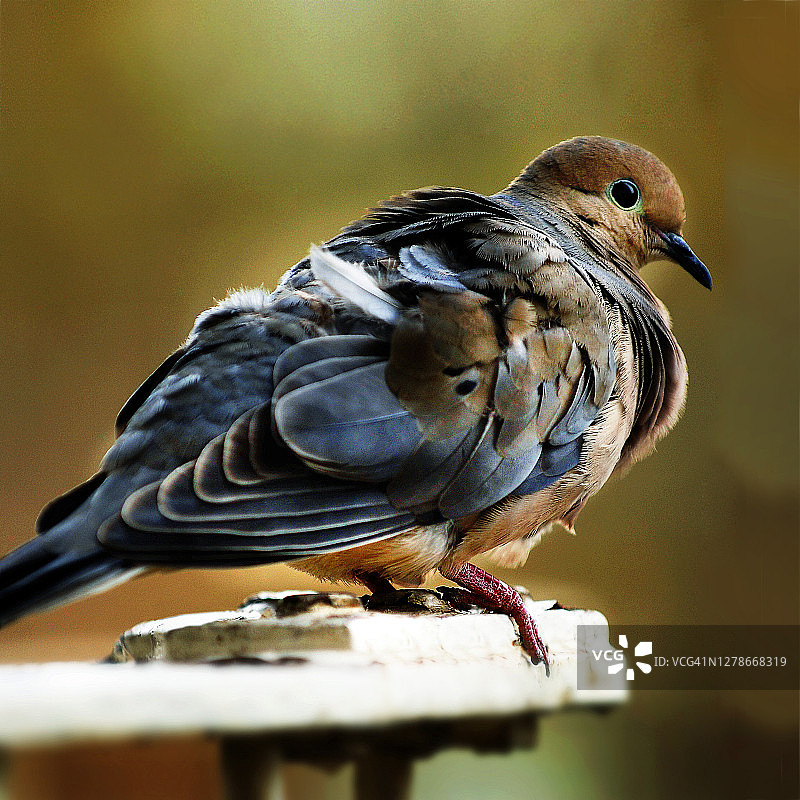 爱的和平鸽哀歌图片素材