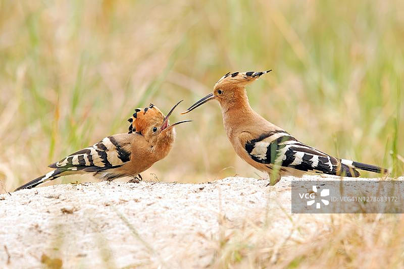 戴胜鸟（Upupa epops）在求偶展示时赠送新娘礼物，德国萨克森-安哈尔特州图片素材
