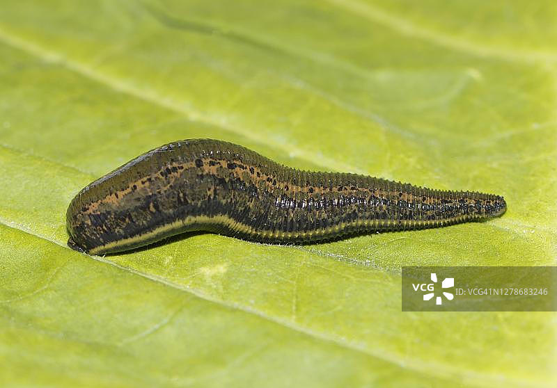 德国柏林绿叶上的医用水蛭图片素材