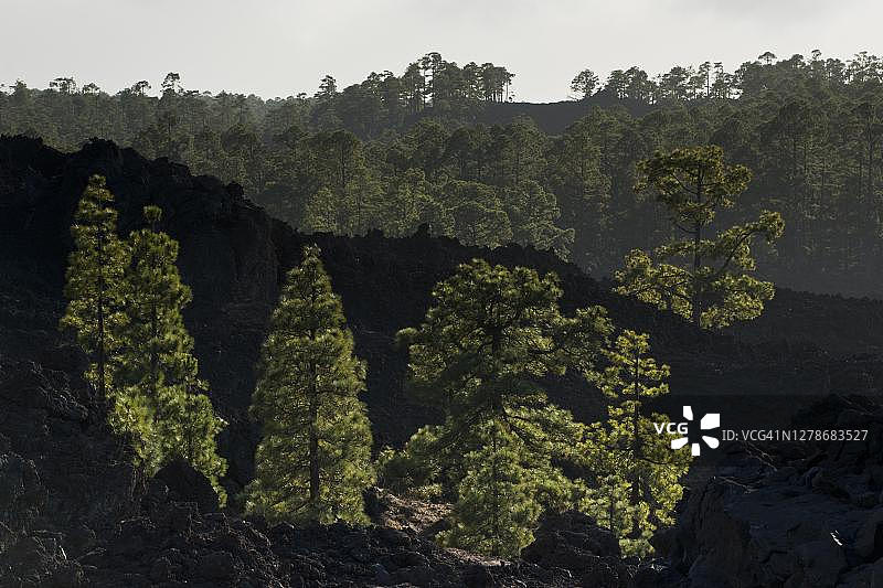 西班牙特内里费岛泰德国家公园的加那利松树图片素材