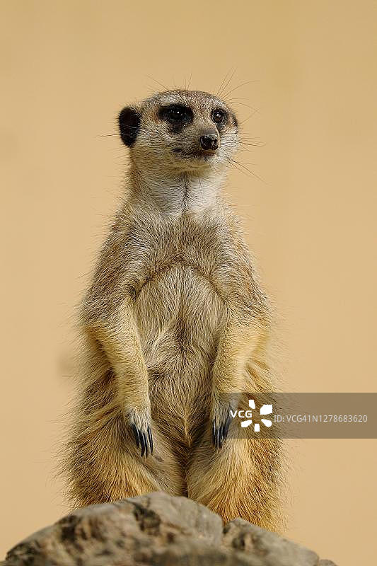 德国圈养猫鼬石上站岗图片素材